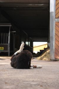 Cat scratching itself while sitting on the ground