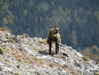 Monkey standing on rock