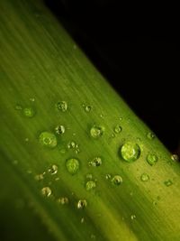 Close-up of water drops on leaf