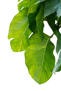 Close-up of fresh green leaves against white background