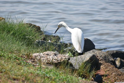 Egret by lake