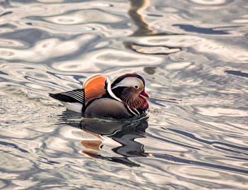 High angle view of duck swimming in lake mandarin 