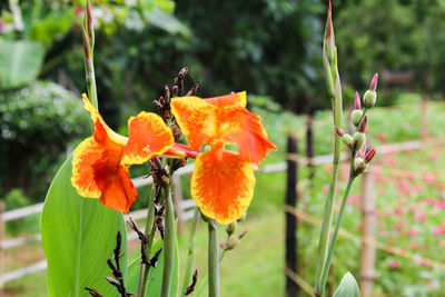 Close-up of flowers blooming outdoors