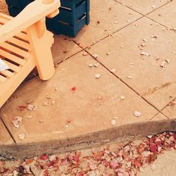 Close-up of tree stump