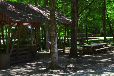 Trees in park