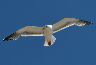 Low angle view of seagull flying