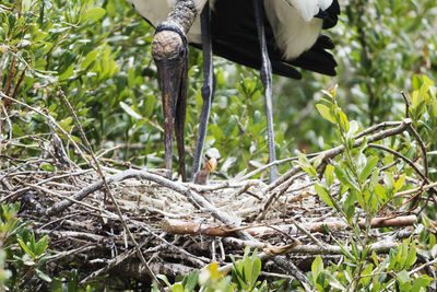 Wood stork with chick in nest on tree