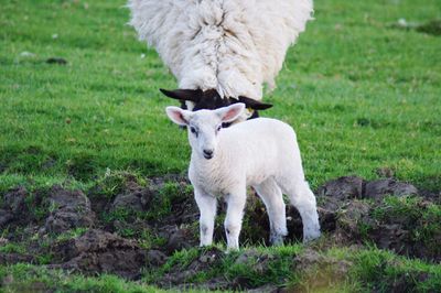 Sheep standing in a field