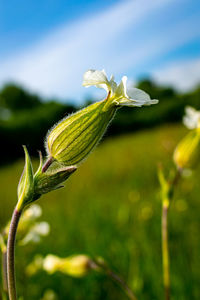 Close-up of green plant