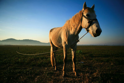 Horse standing on field against sky