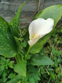 Close-up of wet white flower