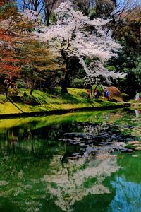 Reflection of trees in pond