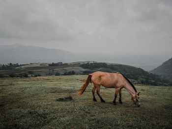 Horse standing in a field