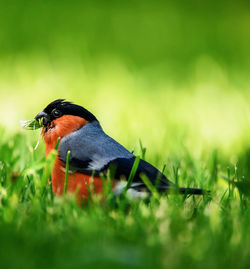 Bird perching on a field