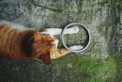Close-up of a cat holding a circle 