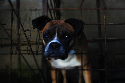 Portrait of dog standing outdoors