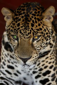 Close-up portrait of a leopard with different colors eye