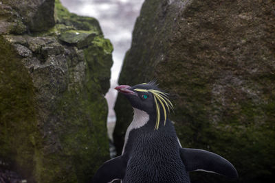 Close-up of penguin perching on rock