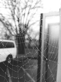 Close-up of spider web