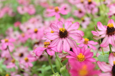 Close-up of pink flowers