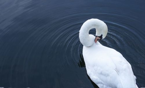 Close-up of swan swimming on lake