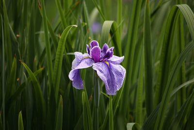 Close-up view of iris plant