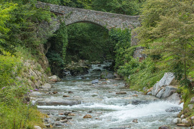 Scenic view of river amidst trees in forest