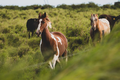 Horses in a field