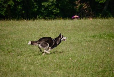 View of a dog on field