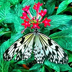 Close-up of butterfly on red flowers