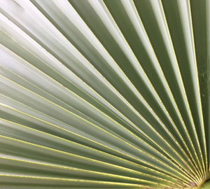 Full frame shot of palm leaf