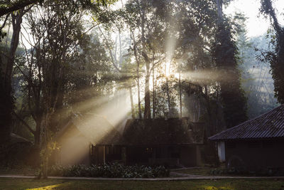 Sunlight streaming through trees by houses