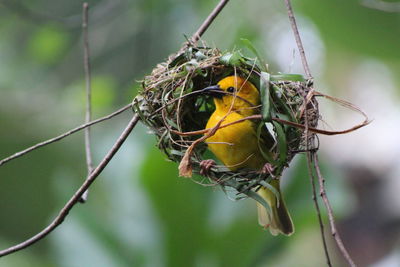 Close-up of golden weaver building a nest