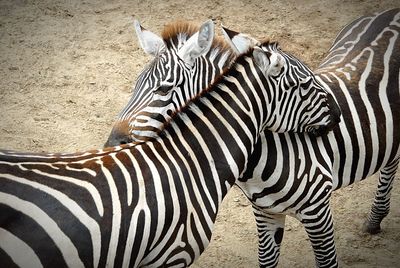 Close-up of zebra crossing