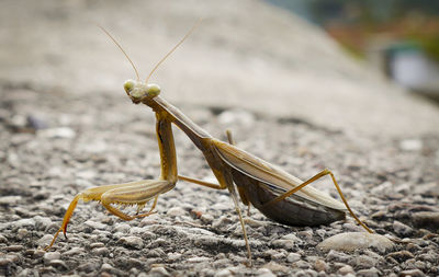 Close-up of insect