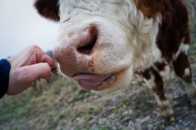 Cropped hand by cow sticking tongue out on field