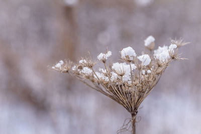 Close-up of white flowers