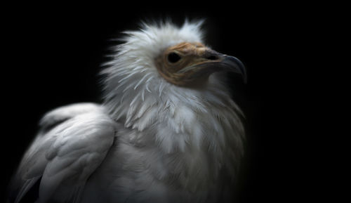 Close-up of bird over black background