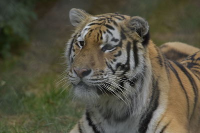 Close-up of a tiger