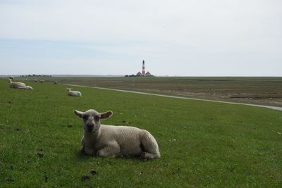 Sheep in a field