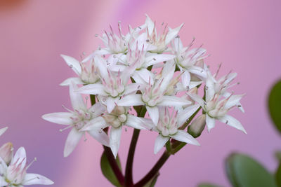 Close-up of pink flowers against white background