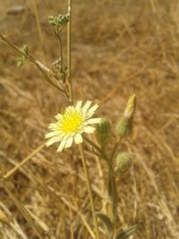 Close-up of yellow flower blooming on field