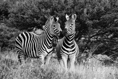 Zebra grazing in forest