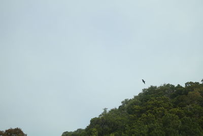 Low angle view of eagle flying against clear sky