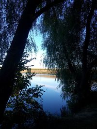 Silhouette trees by lake in forest against sky