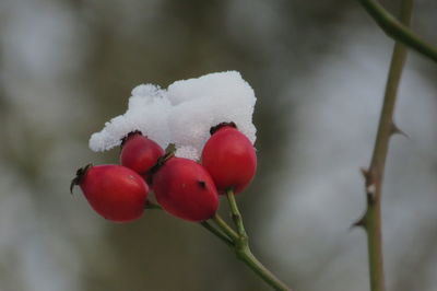 Close-up of red berries on plant