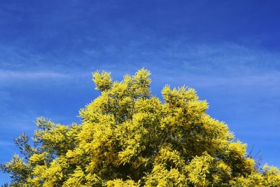 Low angle view of yellow tree against blue sky