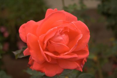 Close-up of red rose