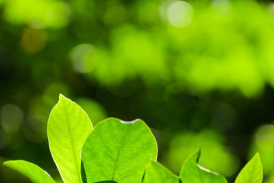 Close-up of plant leaves