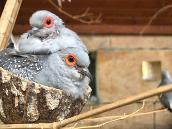 Close-up of birds perching on wood